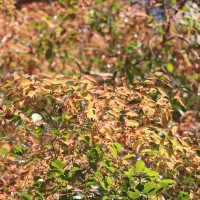 Syzygium hemisphericum (Wight) Alston
